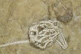 Plate of Crinoid, Starfish & Bryozoa Fossils - Illinois? #240260-5